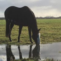 Paardencoaching Meerkerk; Laat jij je aankijken door een paard?
